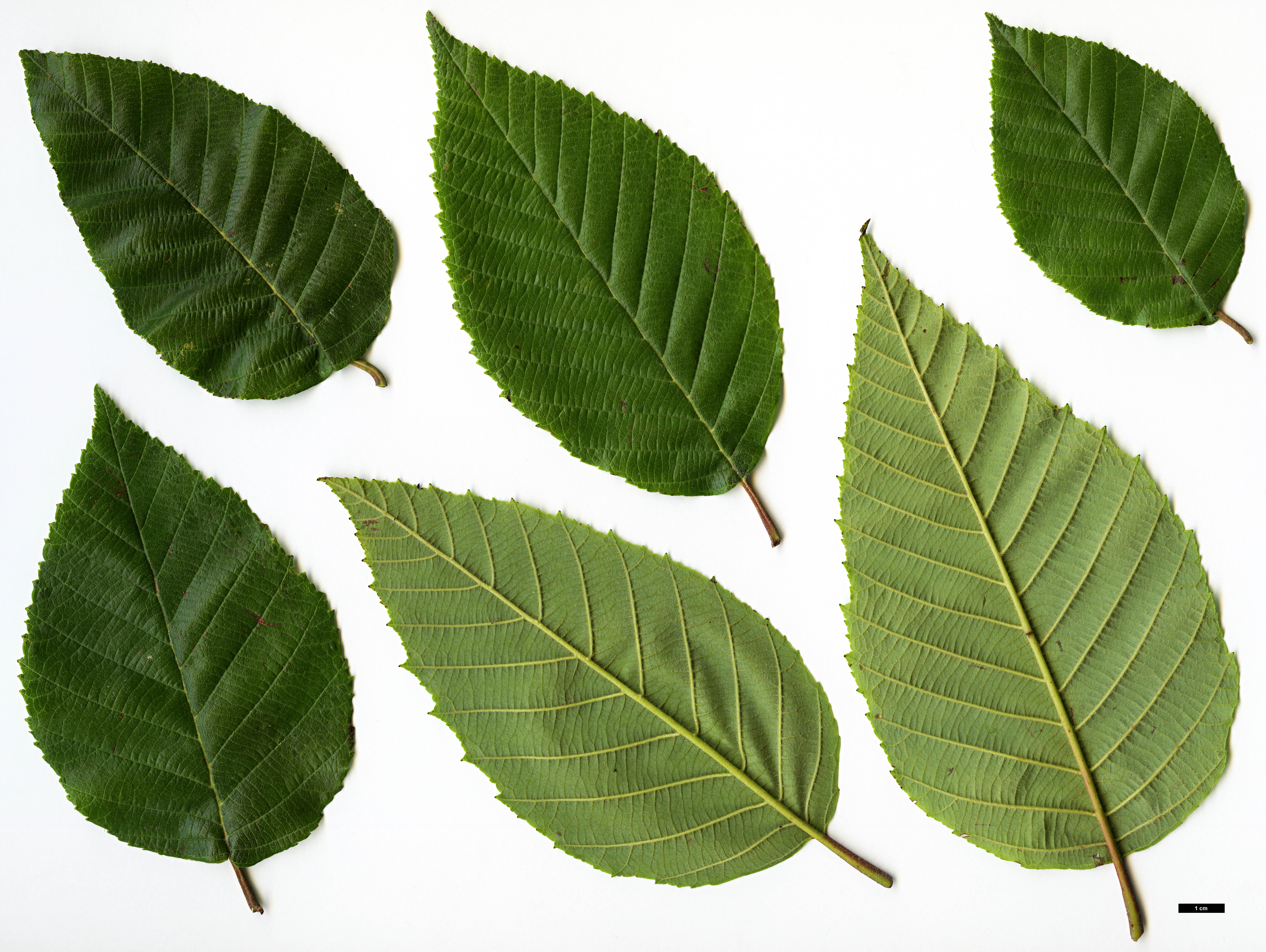 High resolution image: Family: Betulaceae - Genus: Alnus - Taxon: acuminata - SpeciesSub: subsp. arguta